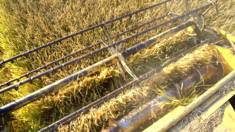 Aeration And Overseeding Service